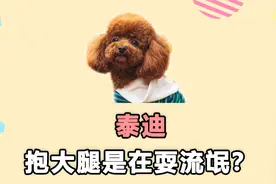 泰迪抱腿是在耍流氓？有这几个含义视频封面