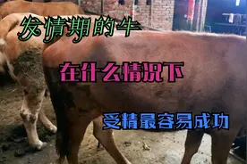 发情期的母牛，在什么情况下最容易受精成功？