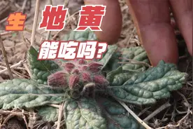 野生地黄能吃吗？有什么价值？用它煮水喝厉害了视频封面