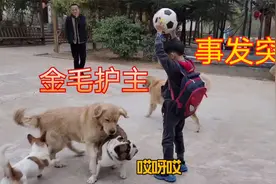 小主人出现险情金毛怎么表现，大暖男也有爆发的时刻，太感人了