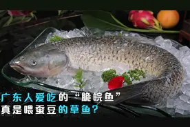 广东人爱吃的“脆皖鱼”，到底怎么养出来的？真是喂蚕豆的草鱼？视频封面