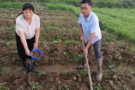 朱大哥家给红薯施4种肥，红薯结得又大又多，而且不长虫子