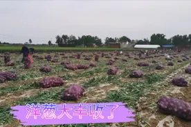 河南南阳新野县洋葱大丰收，个大肥美，带大家一起看看！视频封面