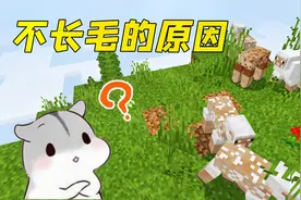 我的世界：小羊一直不长羊毛！原来是这样，太意外了视频封面