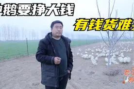 鹅价上涨迎来曙光！老张分析行情:种鹅要挣大钱！有钱买不到货！视频封面