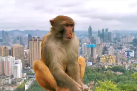 贵阳黔灵山的猴子简直了，喝啤酒抢东西还吓唬人太嚣张跋扈了。视频封面