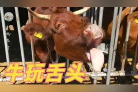 你见过牛玩舌头吗？看牛玩舌头，玩的溜溜的，为什么牛要吐舌头？
