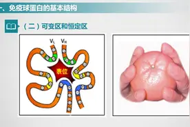 医学免疫学：二.抗体—免疫球蛋白视频封面