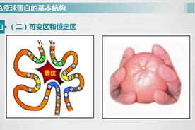 医学免疫学：二.抗体—免疫球蛋白视频封面