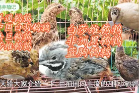 你见过鹌鹑吗？带你认识七大鹌鹑品种，原来鹌鹑也有这么漂亮的！视频封面