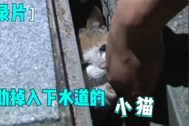 纪录片：小猫掉进下水道长达两个月，全靠小学生和好心人喂食存活视频封面