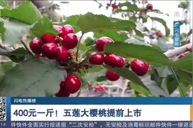 流口水！五莲大樱桃提前上市啦，价格400元一斤，销量火爆不愁卖视频封面