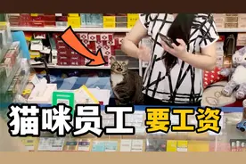 当猫咪员工要工资，老板如何应对？视频封面