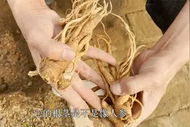 一种“耐寒花”，根像“人参”能入药，开花蓝色五角星
