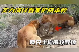 两只土狗围攻野狼，咬住脖子激烈撕扯，记录土狗猎杀野狼全过程！视频封面