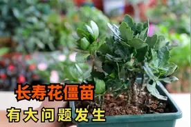 长寿花几个月不生长？2个主要原因，导致半死不活视频封面