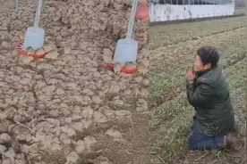 江苏一养殖棚被大风吹毁，冻死小鸡躺满地皮，农妇跪地祈求视频封面