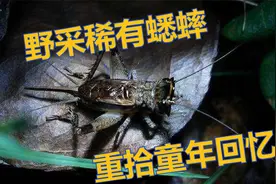 野采偶遇稀有蟋蟀，是否也唤起你的童年记忆呢？视频封面