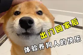 出门回家后两只柴犬奔跑迎接主人，这就是养狗人的幸福感视频封面