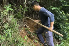 应网友的要求上山帮挖一些野生的五指牛奶，看看今天能收获多少视频封面