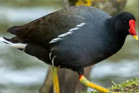 来看看咱们国家的三有保护鸟类：黑水鸡视频封面