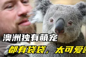 澳洲独有的萌宠，好多都是有口袋的，太可爱啦视频封面
