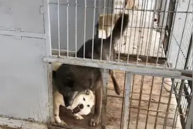 惊险！家养大黑狼和狗狗打架，双方都很激动视频封面
