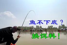 鱼不下底怎么玩？换饵料！捏大饵黑坑实战，明显比两边上鱼多视频封面