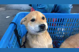 在赶集挑狗如何区分会咬人凶、温顺和性格好的狗，给大家分享一下