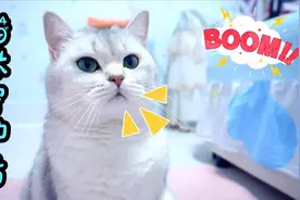 大猫为了守护小猫，竟然要献出自己的心脏，太感动了视频封面