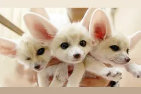 全球公认最萌的8大宠物，最适合家养的萌货！