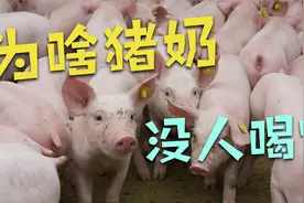 猪奶为什么没有人喝，猪奶营养价值高吗？视频封面