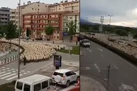 蒙古国支援的30000只羊抵达北京延庆系谣言 官方：视频地点非国内视频封面