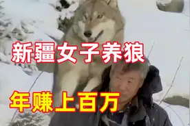 新疆女子驯养野狼20年，年收入达上百万，她如何靠狼赚钱的呢？