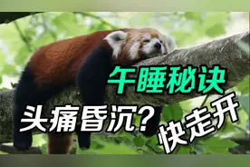睡完午觉头痛头晕更难受，究竟做错了什么？视频封面