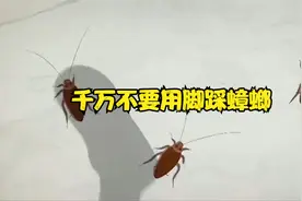 千万不要用脚踩蟑螂视频封面