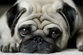 哈巴狗的四大起源，国外也来凑热闹，更有“南北之争”视频封面