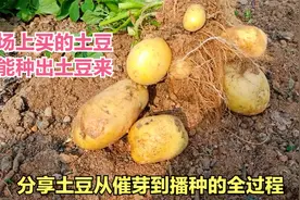 楼顶种菜：市场买的土豆也能种出土豆来！分享从催芽到播种全过程视频封面