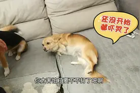 狗狗屁股打不得？主人狂打3只狗的屁屁，没想到居然把狗狗吓哭了