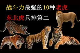 战斗力最强的10种老虎，东北虎只排第二，人工培育的老虎战力碾压
