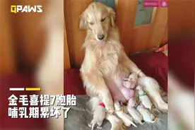 金毛生了7胞胎，这下可给狗妈妈累坏了，边哺乳还边冲我笑视频封面