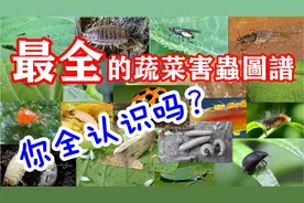蔬菜害虫都长什么样？ 认清才能有效治理，最全的蔬菜害虫图集视频封面
