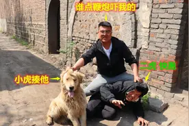 小虎趁小吉在老宅干活，故意点燃鞭炮吓他，金毛在旁直呼缺德