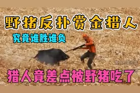 猎人狩猎野猪，不料差点被野猪反杀，看猎人如何机智应对制服野猪