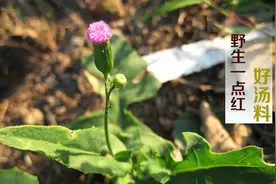 有一种野菜叫一点红 它的作用很强大，懂货的人会用来煮汤视频封面