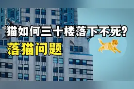 猫咪如何三十楼落下不死？