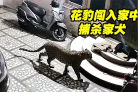 大胆花豹闯入居民家中，捕杀家犬动作熟练，摄像头记录真实画面视频封面