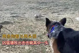 谁说德牧战力不如狼？两条狗智斗群狼，凶猛德牧一招击毙野狼视频封面