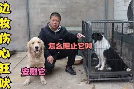 边牧因为流产伤心狂吠不止，导致打扰到邻居，该怎么安慰劝阻它？视频封面