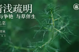 吃过用它包过饺子的人估计都是70后了，它就是猪毛菜，也叫兔草视频封面